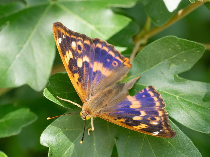 Lesser Purple Emperor (Apatura ilea).jpg